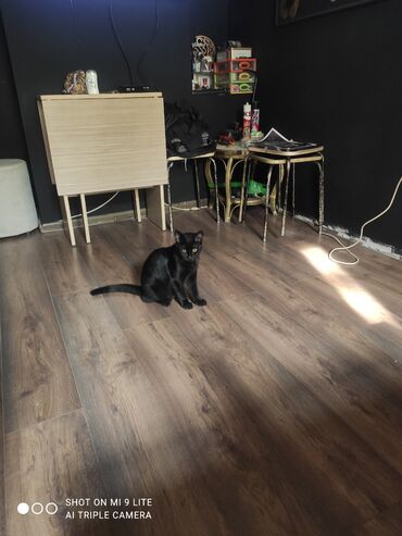 Pişiklər: Erkək, Cütləşmə üçün — 12