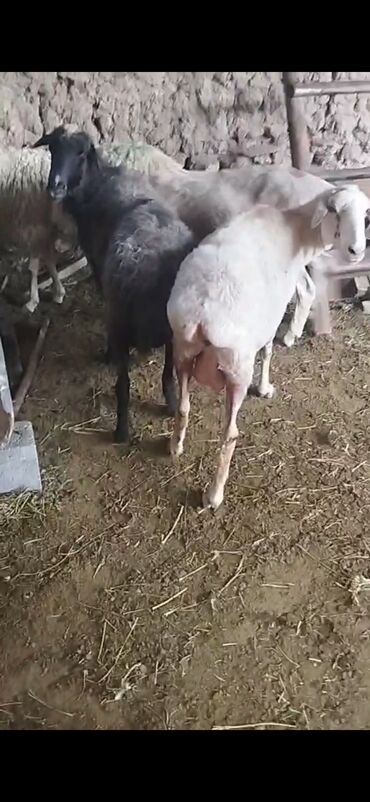 бараны цена: Койлор сатылат курман айтка сойгонго болот картан эмес Орто жаш 17500