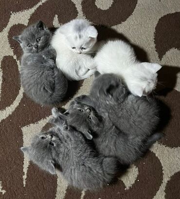 Pişiklər: Şotland yastı qulaq, Erkək, Dişi, Yaxşı əllərə, Ünvandan götürmə, Ödənişli çatdırılma, Rayonlara çatdırılma — 1