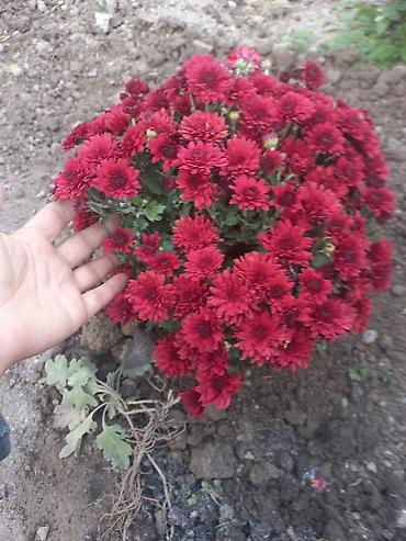 Другие виды семян и саженцев: Саженцы хризантем с пышной зеленой листвой, готовые к пересадке — 21