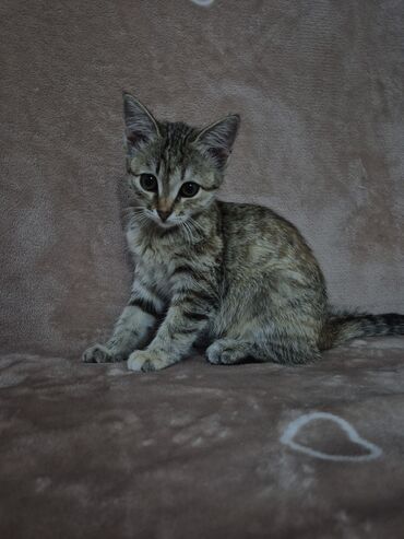 хочу купить кошку: Мышык бекер берилет: Породасыз, 3 айлык, Ургаачы, Лотокко барууга үйрөтүлгөн, Курттардан тазаланган