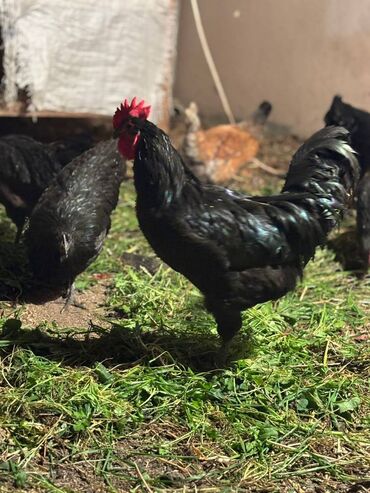 Digər quşlar: Avstralorp xoruzları 40 azn. Kend xoruzları 20 azn 6 aylig Satılır ya — 7