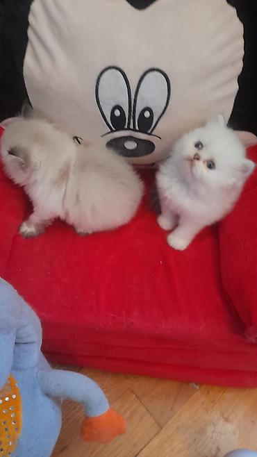 Pişiklər: Fars — 5