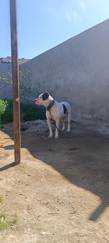 İtlər: Pitbul, 2 il, Erkek