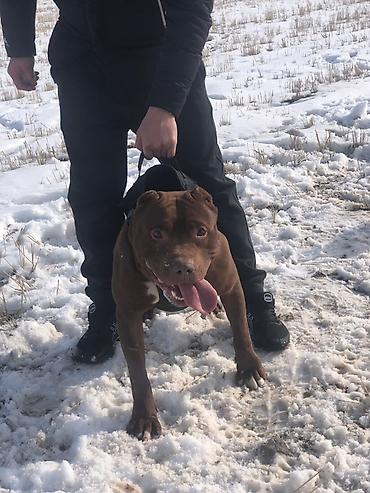 Вязка собак: Вязка: Американский булли, Самец, 1 год, С прививкой, С родословной — 1