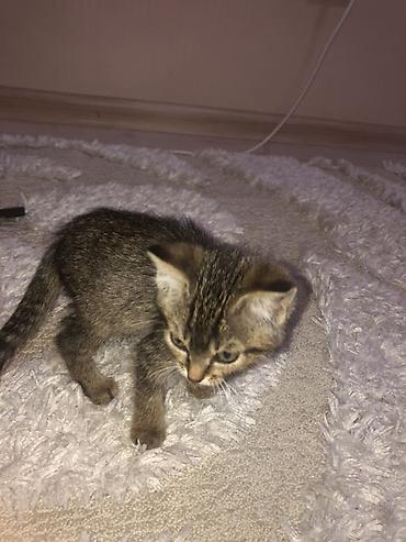 я ищу котенка: Отдам котенка даром с миской сухим кормом и лотком с наполнителем — 2