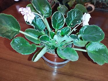 Фиалки и глоксинии: Продаю разные цветущие фиалки Цена за нецветущий 100 сом, остальные — 7