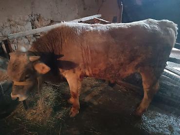 Коровы, быки: Продаю | Бык (самец) | Швицкая — 1