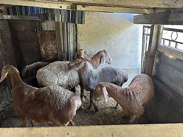 овцы: Продаю | Овца (самка), Ягненок, Баран (самец) | На забой, Для разведения — 6