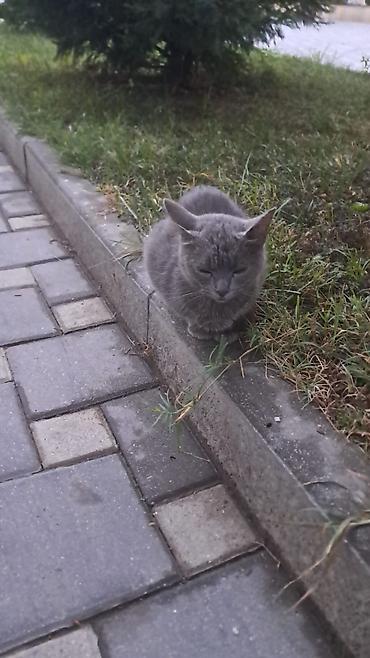 pisik dasima: Yaxşı əllərə — 1