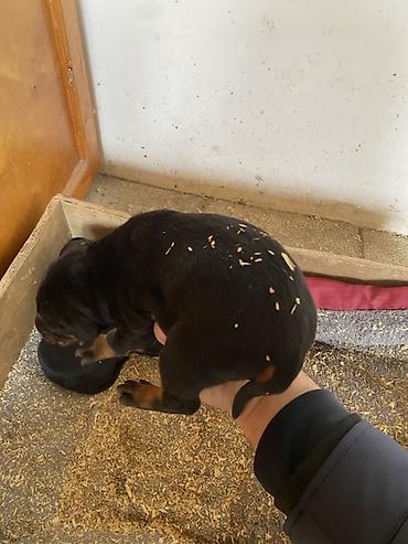 İtlər: Doberman, 1 ay, Dişi — 6