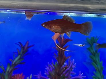 Balıqlar: Sülhsevər, Ödənişli çatdırılma -da lalafo.az — 17 Balıqlar: Sülhsevər, Ödənişli çatdırılma — 17