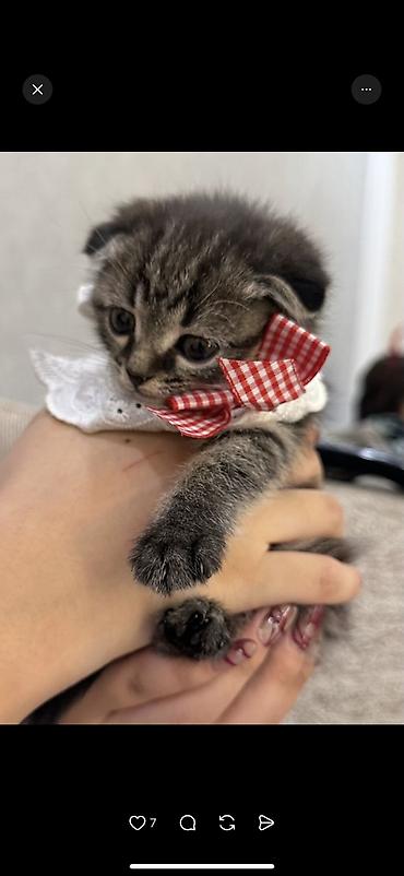 Продажа кошек: Скотиш Фолд (Шотландская вислоухая), 2 месяца, Девочка, Серый, Приучена к лотку, Проглистована, С документами — 4