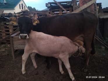 карова уй: Продаю | Корова (самка), Музоо, торпок | Алатауская | Для разведения, Для молока