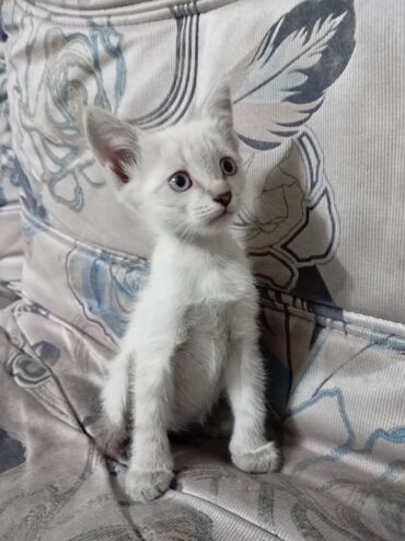 кошка в хорошие руки: Котёнок с голубыми глазами и светло-серебристым окрасом. Короткая