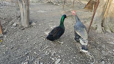 Другие с/х животные: Птицы для приусадебного хозяйства. - Утка с насыщенным тёмно‑зеленым — 6