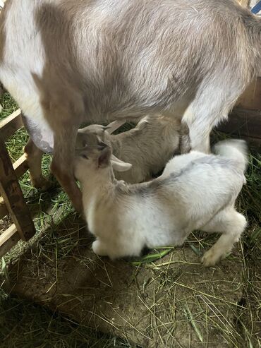 молочный коза: Продаю | Коза (самка), Козлёнок | Зааненская | Для молока