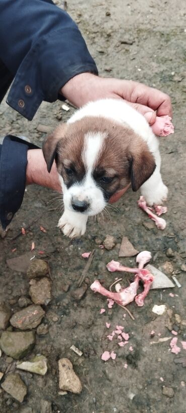 İtlər: Zvanoklar tam sağlam 40 günlük Binəqədidə şir erkek dişi var — 3