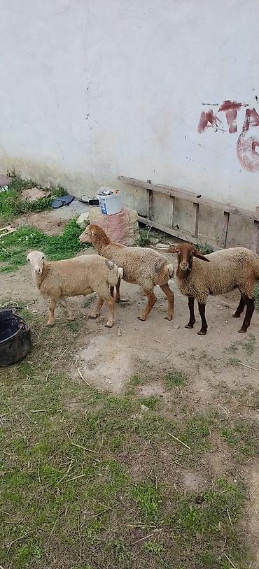 at sudu satisi: 3 ü 720 2 Erkey 1 dişi real alıcıya yol pulu keçərəm saxlamalı quzular — 1