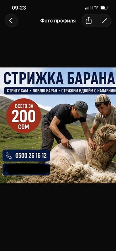 отсеф: Стрижка баранов. 200 сом — 1