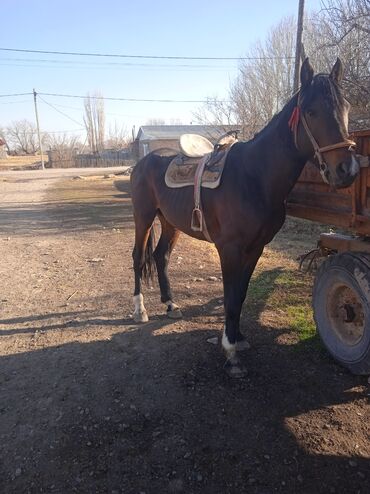 Лошади, кони: Продаю | Конь (самец) | Конный спорт — 1
