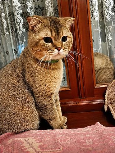 cat ruletka: Qızıl şinşilla, Erkək, Cütləşmə üçün, Ödənişli çatdırılma — 2