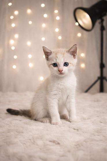 Pişiklər: Siam, Erkək — 1