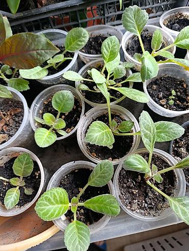 Фикусы: Комнатные растения — коллекция укоренённых саженцев и деток - Фикусы — 17