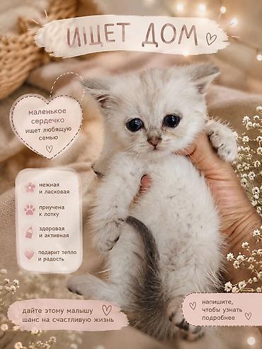 шиншилла кот: Шиншилла, Самец, В добрые руки — 1