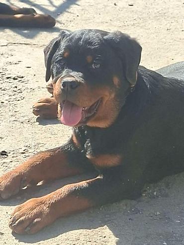 Psi: Rotvajler žensko štene oštećena 21. oktobraa 2025. Primila sve — 8