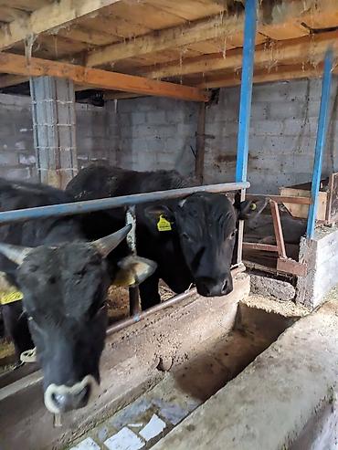 Коровы, быки: Продаю | Бык (самец) at lalafo.kg — 3 Коровы, быки: Продаю | Бык (самец) — 3