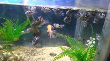 продажа аквариумных рыбок: Quppi, Yırtıcı, Ünvandan götürmə, Ödənişli çatdırılma