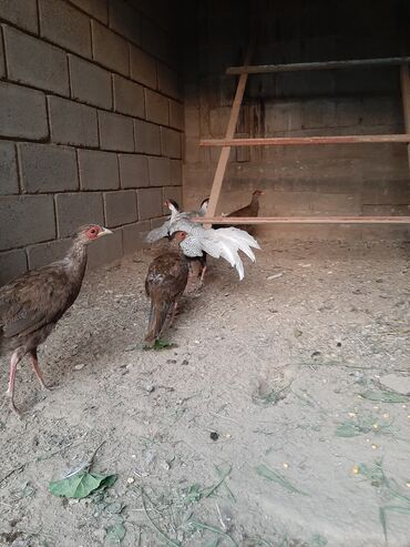 Животные: Продаю цыплят серебристого фазана