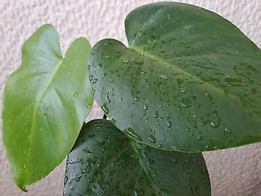 relaks: Filadendron, jednostavan za odrzavanje — 1