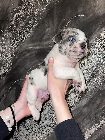 Psi: Francuski buldog štenci – merle i bele šare, plave oči - Rasa — 2