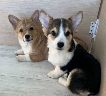 İtlər: Korgi, 2 ay, Erkek, Sənədli, Pulsuz çatdırılma — 21