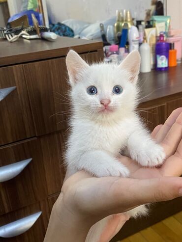 шотландские котята в добрые руки: Отдаю в добрые руки мальчика.Родился 14 апреля.Ходит на пеленку,знает