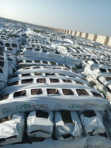 Kakabit: Kakabit : KOKO CHAMPİON. Meşokun biri 40 qəpik. Meşokda 2 kq olur — 2