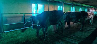 Коровы, быки: Продаю | Корова (самка) | Для молока | Привязанные at lalafo.kg — 1 Коровы, быки: Продаю | Корова (самка) | Для молока | Привязанные — 1
