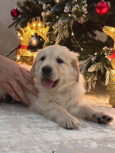 İtlər: Retriever, 2 ay — 2