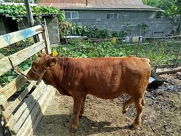 Продам с/х животных: Продаю | Бык (самец) | На откорм | Привязанные — 10