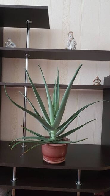живые растения: Продаю огромный живой шикарный Aloe Vera(цветущий). Высота с горшком
