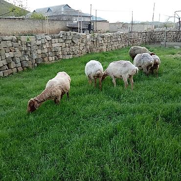 Qoyunlar, qoçlar: Ətlik qoyunlar təcli satılır — 3