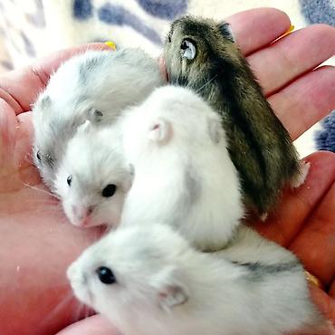 Хомяки: Продаются хомячки джунгарские, сирийские, ангорские пушистые хомячки — 30