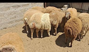Mal-qara: Quzular 35-37kilo arasidir emlik vaxdinnan saxlayiram kök quzulardir — 1
