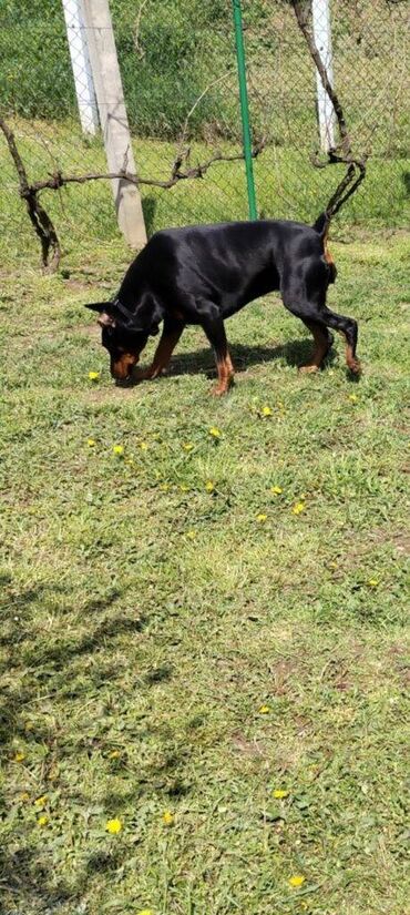 Psi: Stenci dobermana na prodaju sa papirama, ostenjeni 12.juna. Papiri se — 5