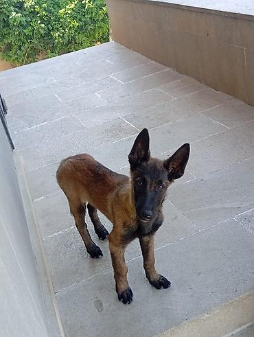 it təlimi: Belçika çoban iti, 4 ay, Erkək, Ünvandan götürmə, Ödənişli çatdırılma, Rayonlara çatdırılma — 5