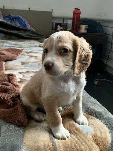 Продажа собак: Щенки русский охотничий спаниель - Порода: Русский охотничий — 3