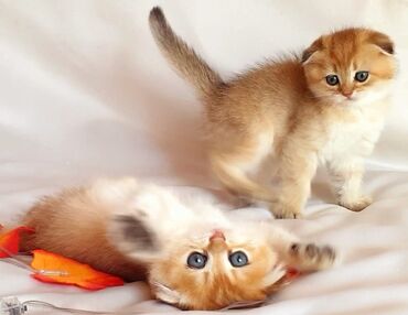 Pişiklər: Şotland, Erkək, Dişi, Yaxşı əllərə, Ünvandan götürmə, Pulsuz çatdırılma, Ödənişli çatdırılma — 12