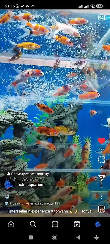 Аквариумы: Рыбки более 40 видов. Аквариумные рыбки. Рыба бишкек. Балык. Алтын — 5